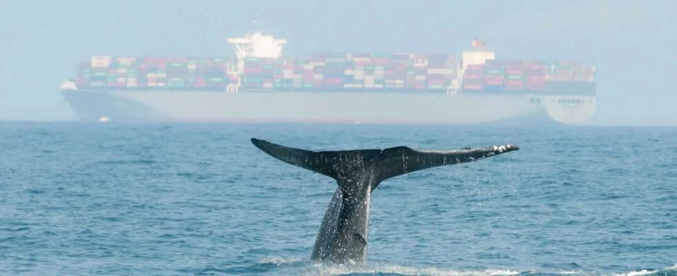 Reduire de 10 la vitesse des navires en Mediterranee