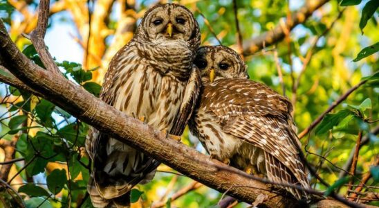 TUER DES CHOUETTES Les Etats Unis se preparent a tuer