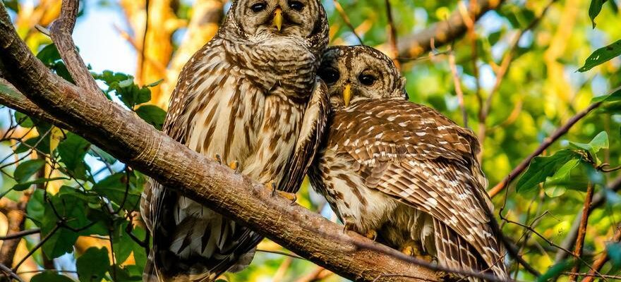 TUER DES CHOUETTES Les Etats Unis se preparent a tuer