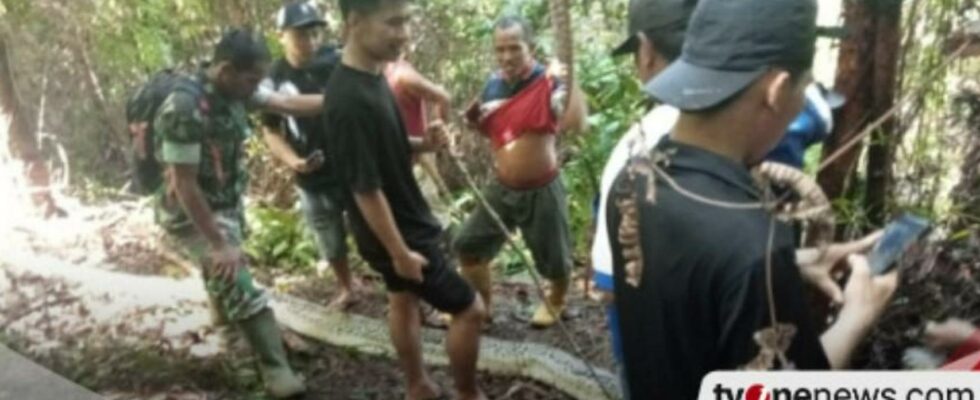 Un python de six metres avale et tue une femme