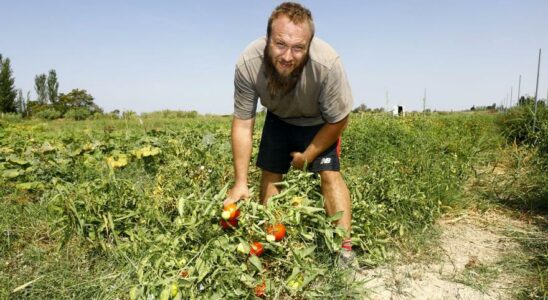 AGRICULTURE SARAGOSSE Le verger de Saragosse un vert