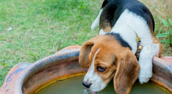 BUVEURS DE CHIENS Abreuvoirs publics pour chiens ce