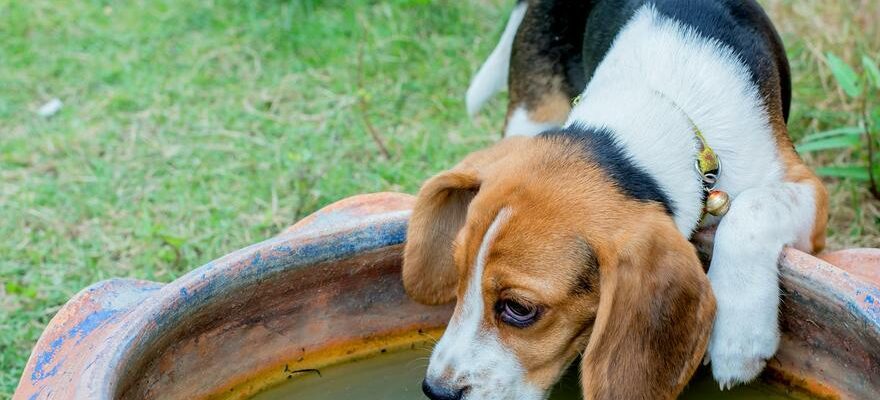 BUVEURS DE CHIENS Abreuvoirs publics pour chiens ce