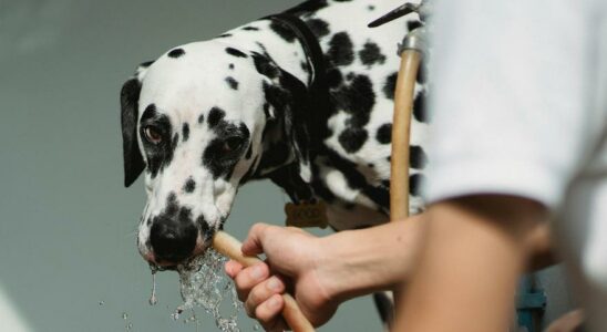 CHALEUR CHIENS La Garde civile previent cest le