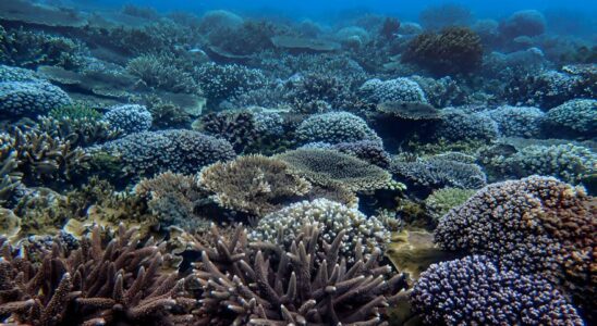 CHANGEMENT CLIMATIQUE Decouverte inattendue certains coraux survivent au stress