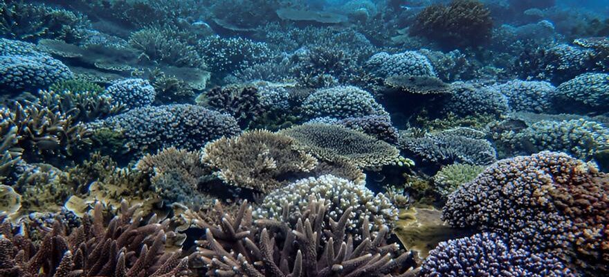 CHANGEMENT CLIMATIQUE Decouverte inattendue certains coraux survivent au stress