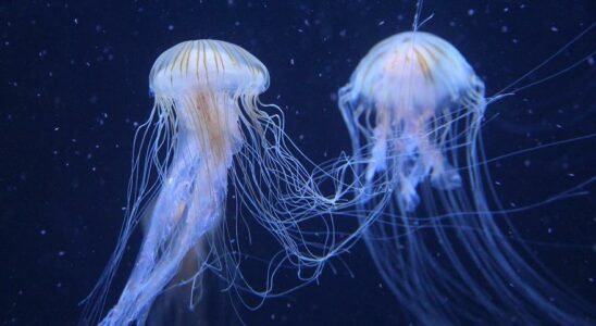 COMMENT TRAITER LES PIQUURES DE MEDUSE La Garde civile