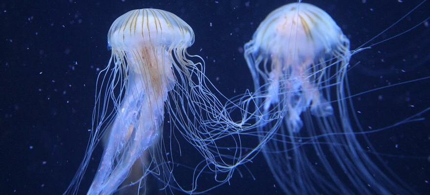 COMMENT TRAITER LES PIQUURES DE MEDUSE La Garde civile