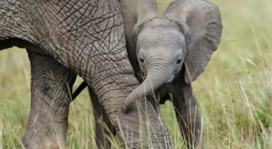 EXTINCTION DES ELEPHANTS Vers un monde sans elephants