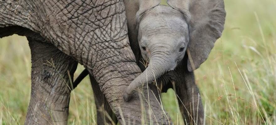 EXTINCTION DES ELEPHANTS Vers un monde sans elephants