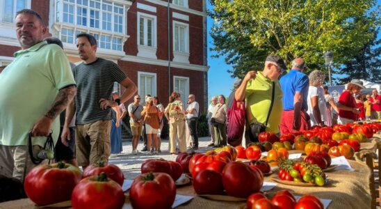 El Peron de Zaragoza devient la meilleure tomate dEspagne