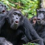 GRANDS SINGES Les chimpanzes peuvent ils prononcer des mots humains