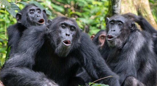 GRANDS SINGES Les chimpanzes peuvent ils prononcer des mots humains