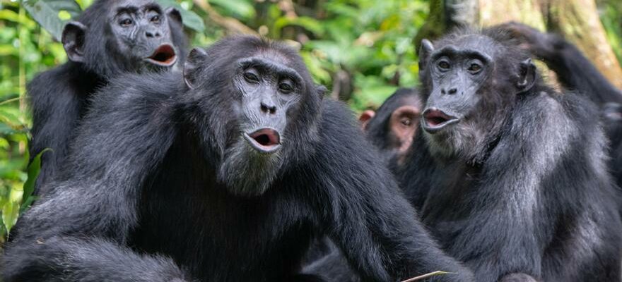 GRANDS SINGES Les chimpanzes peuvent ils prononcer des mots humains