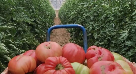 La campagne de tomates roses en Aragon sera prolongee jusqua