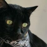 La superstition des chats noirs complique leur adoption