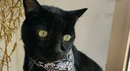 La superstition des chats noirs complique leur adoption