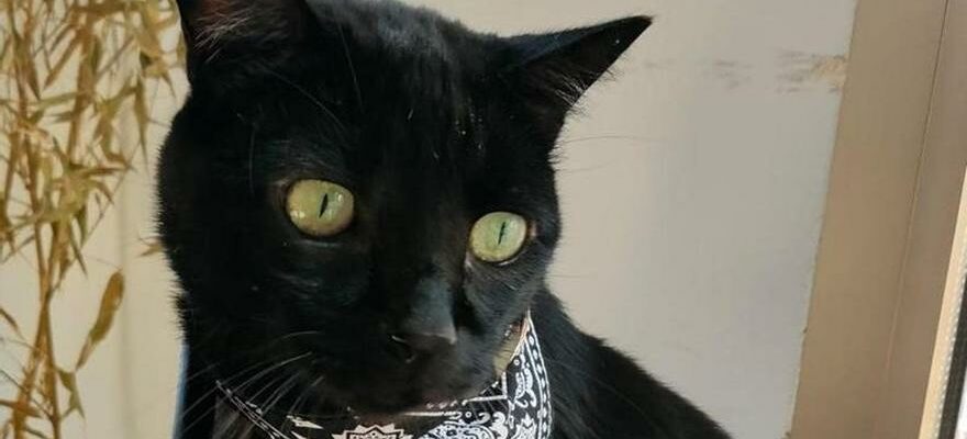La superstition des chats noirs complique leur adoption