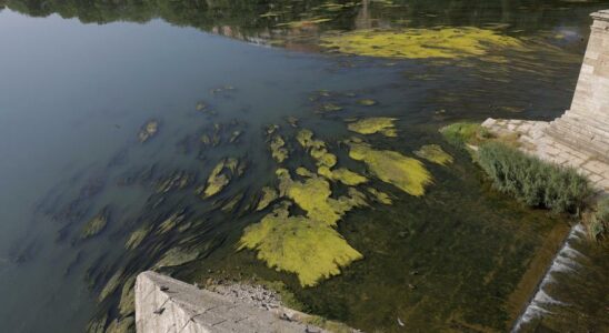 Les plantes aquatiques proliferent dans lEbre en raison de la