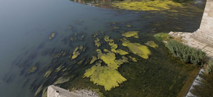 Les plantes aquatiques proliferent dans lEbre en raison de la