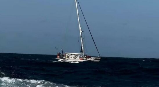 ORQUES DE YACHT Des orques endommagent un autre voilier