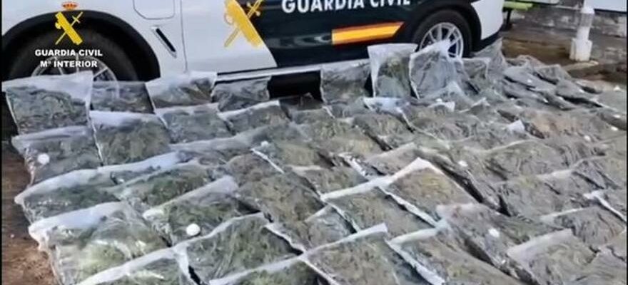 Operation de la Garde civile contre la culture de marijuana