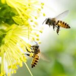 PLANTES ET ABEILLES Quelles plantes faut il avoir dans le