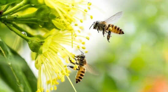 PLANTES ET ABEILLES Quelles plantes faut il avoir dans le