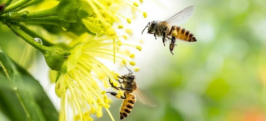 PLANTES ET ABEILLES Quelles plantes faut il avoir dans le