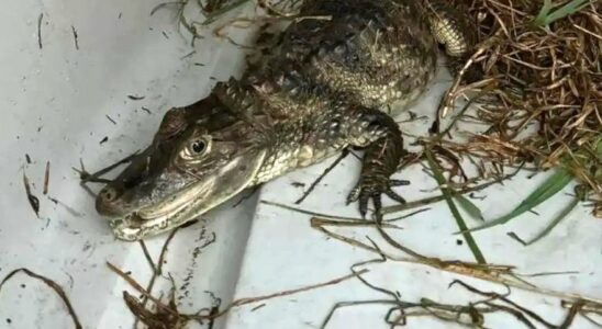 RIVIERE CAIMANS BARCELONE Ils capturent un bebe alligator dans