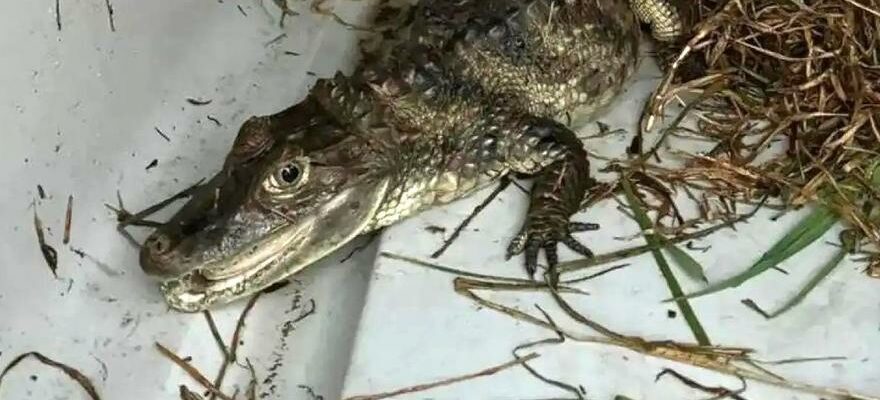 RIVIERE CAIMANS BARCELONE Ils capturent un bebe alligator dans