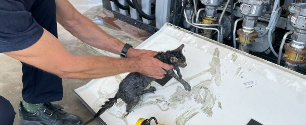 Sauvetage miraculeux dun petit chaton coince dans une pompe a