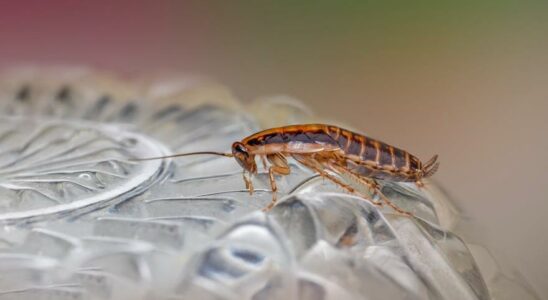 Saviez vous quil existe une allergie aux cafards et quelle est