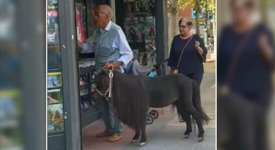 Un homme promene son poney dans Valladolid et devient viral