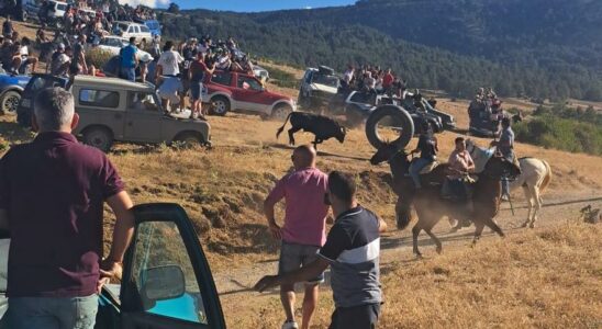 Un taureau sechappe de la course de taureaux Frias de