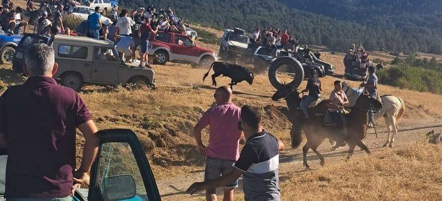 Un taureau sechappe de la course de taureaux Frias de