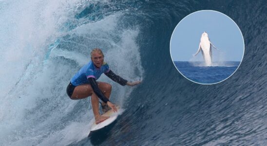 Une baleine fait des ravages en demi finale de surf et