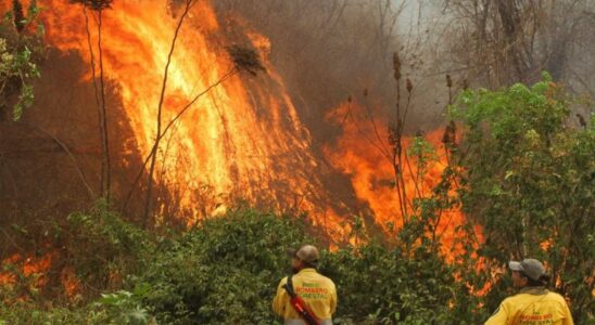 7 millions dhectares brules en 2024 seulement a Santa Cruz