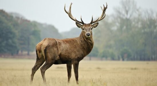 CERF ESPAGNOL Ils decouvrent que les cerfs espagnols forment