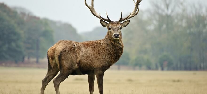 CERF ESPAGNOL Ils decouvrent que les cerfs espagnols forment