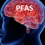 CERVEAU PFAS Les produits chimiques eternels ont ils