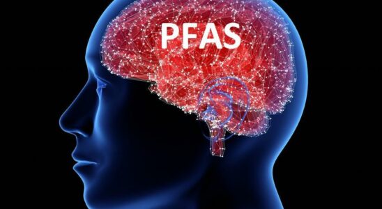 CERVEAU PFAS Les produits chimiques eternels ont ils