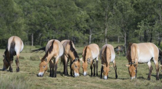 CHEVAL DE PRZEWALSKI LEspagne promeut la recuperation du dernier