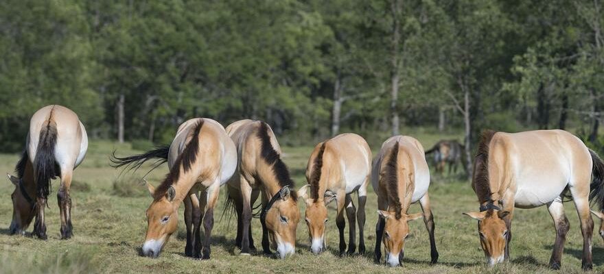 CHEVAL DE PRZEWALSKI LEspagne promeut la recuperation du dernier