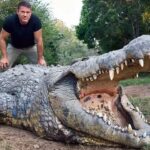 LE PLUS ANCIEN CROCODILE Cest le plus vieux crocodile