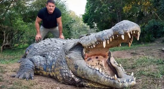 LE PLUS ANCIEN CROCODILE Cest le plus vieux crocodile