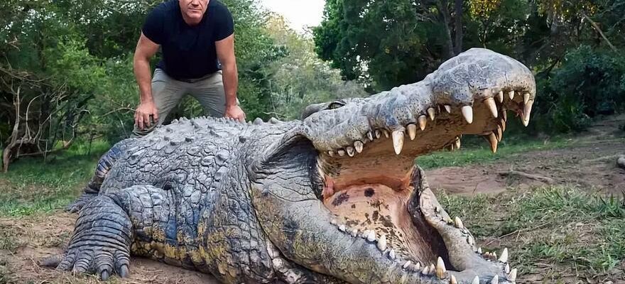 LE PLUS ANCIEN CROCODILE Cest le plus vieux crocodile