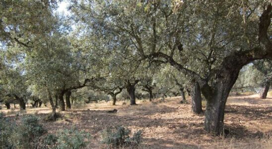 LES ARBRES CAPTENT LE METHANE Ils decouvrent que les