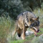 LUE approuve la reduction de la protection des loups en