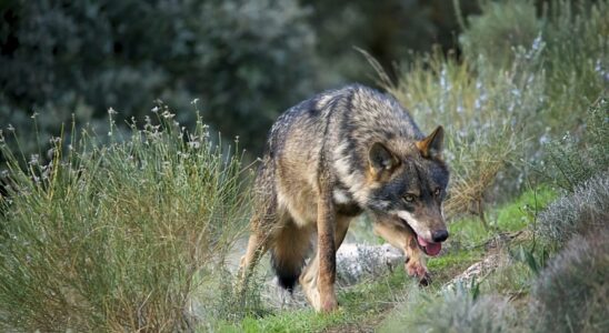 LUE approuve la reduction de la protection des loups en